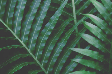 Obraz na płótnie Canvas Lush Green Leaves of Exotic Tropical Fern Natural Pattern Background