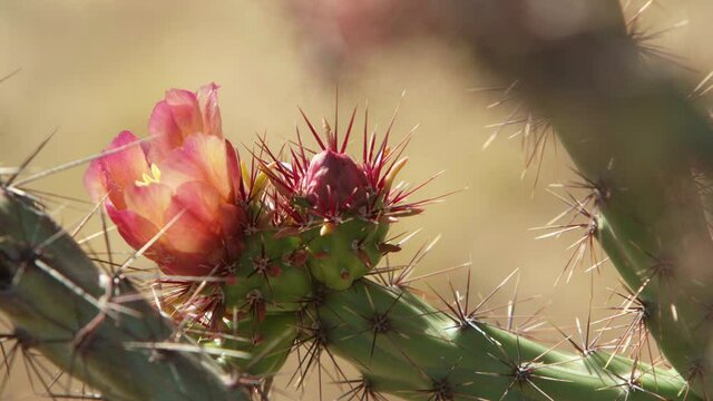Close-up of a vibrant pink Staghorn Cholla flower blooming in the desert of Southern Arizona. Static shot.