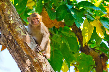 Naklejka na ściany i meble Rhesus Macaque, Macaca, Royal Bardia National Park, Bardiya National Park, Nepal, Asia