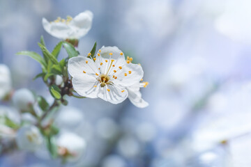 Amazing spring flower, cherry blossom. Abstract floral backdrop. Low shallow focus