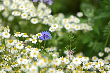 Frühling