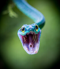 Green Parrot snake