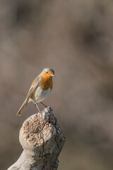Robin on tree trunk at sunrise (Erithacus rubecula)