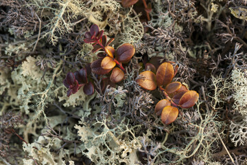 Beautiful arctic tundra of lichens