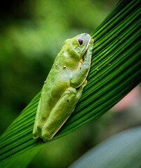 green tree frog