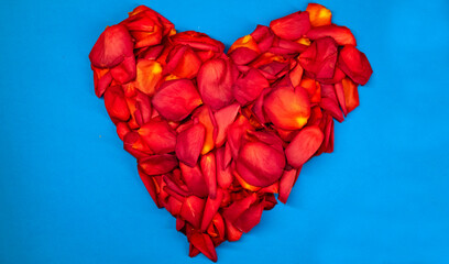 Heart of red rose petals on a blue background.