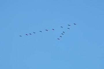 The contours of cranes flying in a wedge to the south at the end of summer against the backdrop of an absolutely clean cloudless blue sky horizontal view