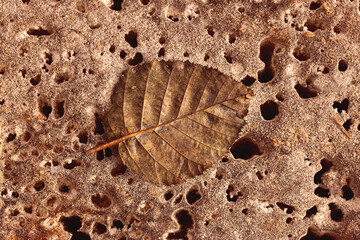 Brown background, leaf fallen on ice
