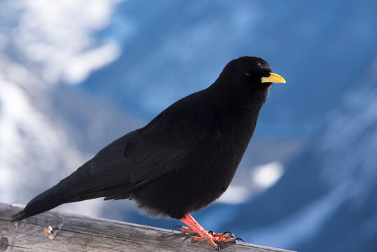 un bel esemplare di gracchio alpino mentre si guarda attorno alla ricerca di cibo, un bel uccello nero immerso nel paesaggio invernale delle dolomiti