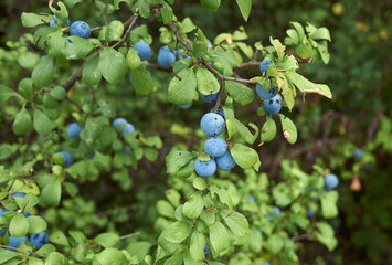 Prunus spinosa