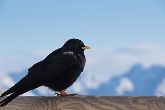 un bel esemplare di gracchio alpino mentre si guarda attorno alla ricerca di cibo, un bel uccello nero immerso nel paesaggio invernale delle dolomiti