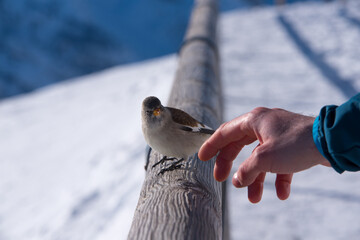 un bel fringuello alpino alla ricerca di cibo dopo le forti nevicate che si sono registrate sulle...