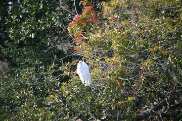 Great Egret In A Tree