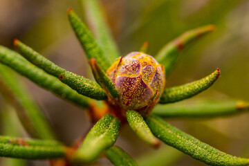 Labrador tea, wild rosemary, Norway's tundra flower