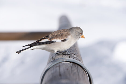 "Forti-Bilder: Stock-Fotos & -Videos. | Adobe Stock