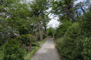 Fototapeta na wymiar Path in the forest