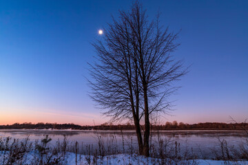 Winter landscape. Trees in snowy forest in the sunny morning. Tranquil winter nature in sunlight.