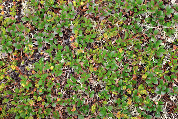 Fototapeta premium Plants of the Arctic zone, green berries. View from above