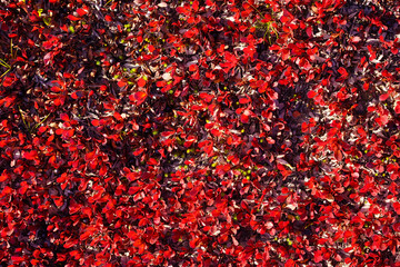 Red tundra rug