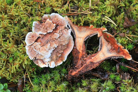 Hydnellum aurantiacum, known as the orange spine or orange Hydnellum, wild tooth fungus from Finland