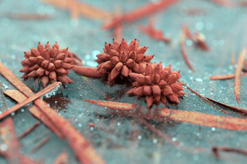 Turquoise ice, a frozen prickly flower
