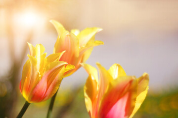 Holly red yellow orange tulips on a flower bed in a park