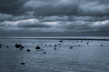 Baltic sea with seagulls in overcast