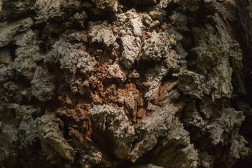 texture of natural tree bark in brown shades
