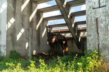teem penning horse just waiting in the shade