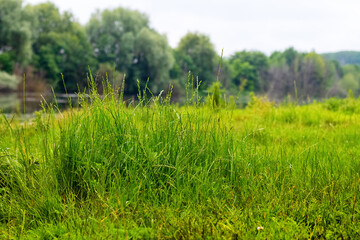 Thickets of tall grass on a meadow near the river with trees