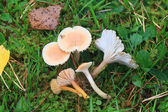 Hygrocybe laeta, heath waxcap, and  Cuphophyllus pratensis, meadow waxcap, a comparison