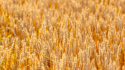 Background from spikelets on a wheat field, growing wheat