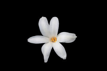 Small white hyacinth flower isolated on black background, close-up. Spring flowers.