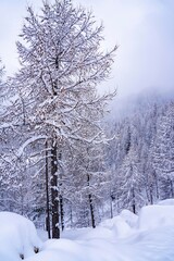 Pine tree branches with small cones in the mountain winter forest. Panoramic view of winter forest with trees covered snow. Sunset in the frozen mountains. Selective focus. High quality photo