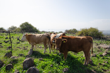 several brown cows with signed ear tags