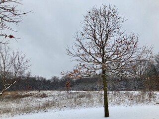 leaves on tree in the snow