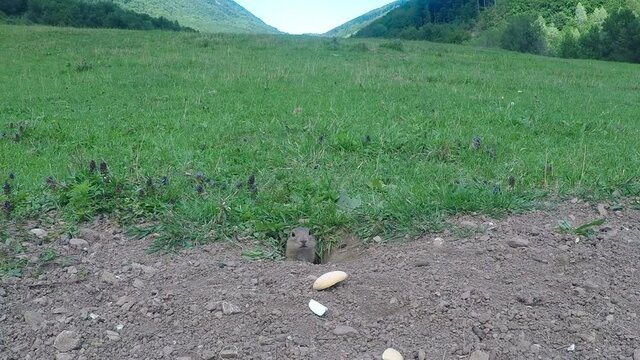A ground squirrel takes food into a burrow.
