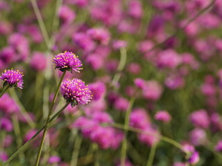 selective focused pink fireworks globe amaranth floers in garden