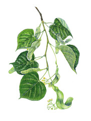 botanical illustration of a branch of linden (Tilia hybrida) with leaves and flowers. watercolor, handmade © marina