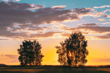 Sun Shining Through Tree Canopy. Trees Woods In Meadow During Sunset Sunrise. Bright Colorful Dramatic Sky And Dark Ground With Trees Silhouettes Landscape
