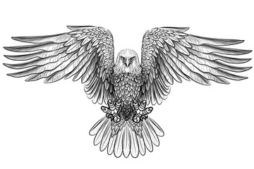 The eagle. Flying bald eagle. Graphic, black and white drawing of a bird of prey sketch on a white background. Digital vector graphics. Separate layers