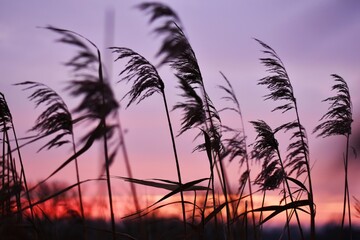 Naklejka premium wheat field at sunset