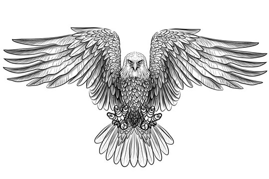 The eagle. Flying bald eagle. Graphic, black and white drawing of a bird of prey sketch on a white background. Digital vector graphics. Separate layers