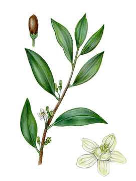 realistic illustration of coca (Erythroxylum coca) with a branch with flowers, leaves and fruit 