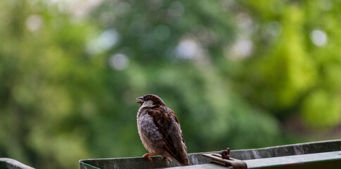 sparrow on a fence