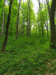 elder forest