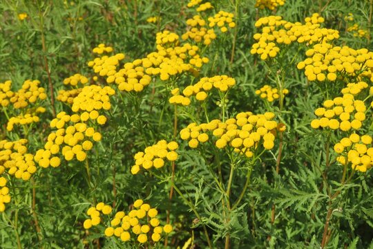 Field of yellow tansy flowers, europe