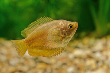 Dwarf gourami