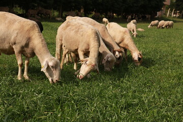 Naklejka na ściany i meble peasant shepherd breeding sheep and lambs