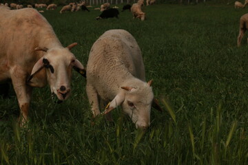 peasant shepherd breeding sheep and lambs
